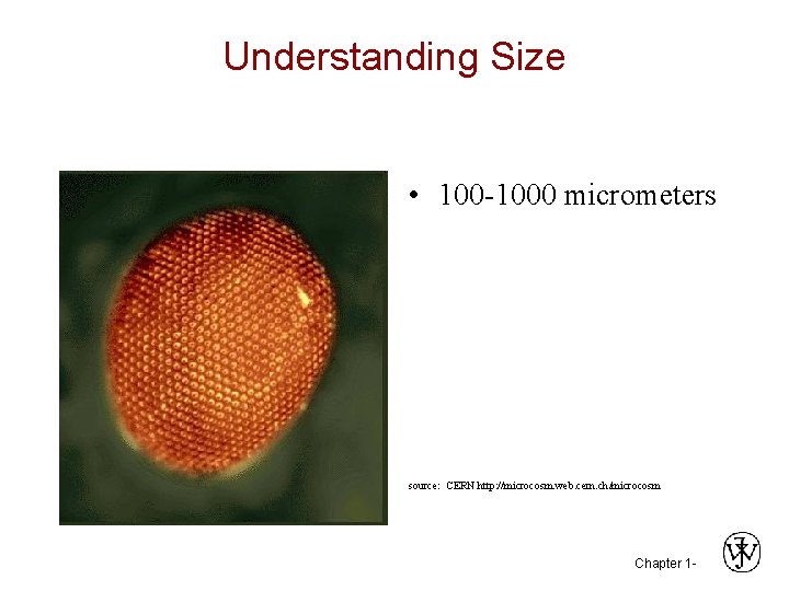 Understanding Size • 100 -1000 micrometers source: CERN http: //microcosm. web. cern. ch/microcosm Chapter