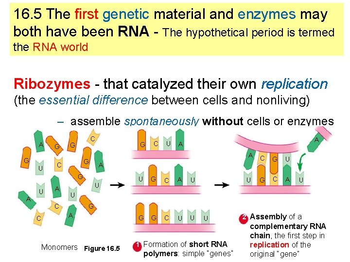 16. 5 The first genetic material and enzymes may both have been RNA -
