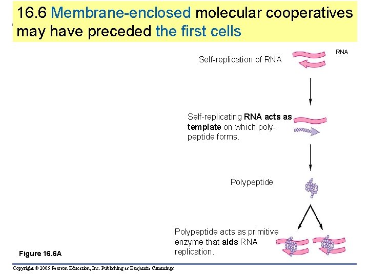 16. 6 Membrane-enclosed molecular cooperatives may have preceded the first cells Self-replication of RNA