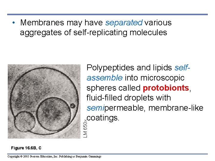  • Membranes may have separated various aggregates of self-replicating molecules LM 650 Polypeptides