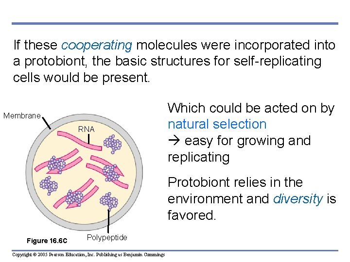 If these cooperating molecules were incorporated into a protobiont, the basic structures for self-replicating