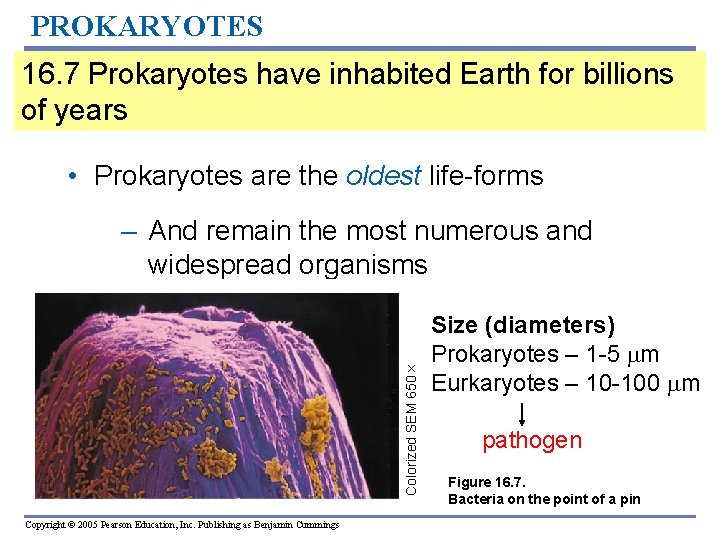 PROKARYOTES 16. 7 Prokaryotes have inhabited Earth for billions of years • Prokaryotes are