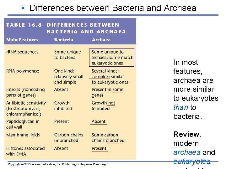  • Differences between Bacteria and Archaea In most features, archaea are more similar