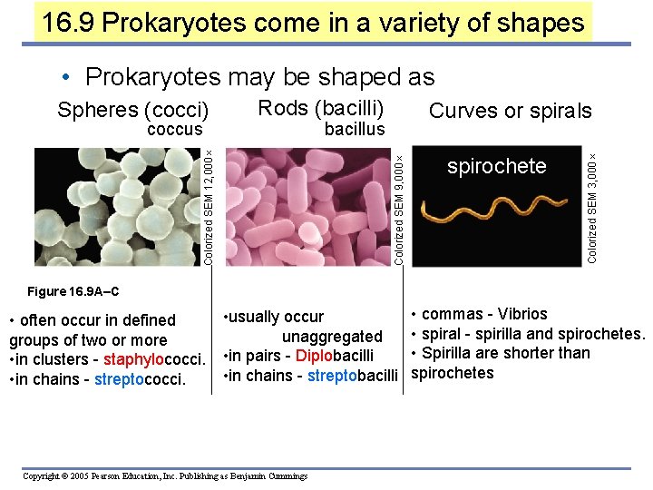 16. 9 Prokaryotes come in a variety of shapes • Prokaryotes may be shaped