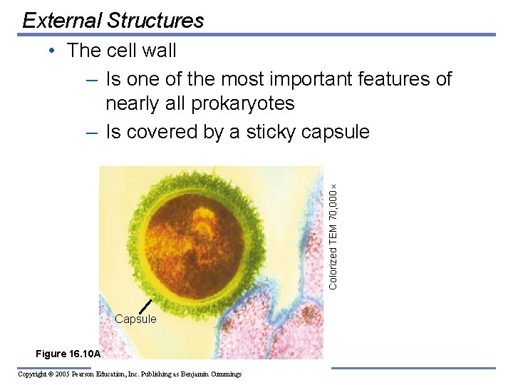 External Structures Colorized TEM 70, 000 • The cell wall – Is one of