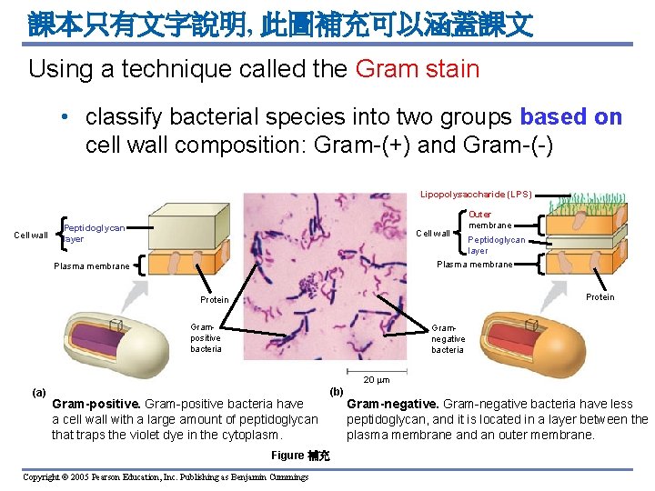 課本只有文字說明, 此圖補充可以涵蓋課文 Using a technique called the Gram stain • classify bacterial species into