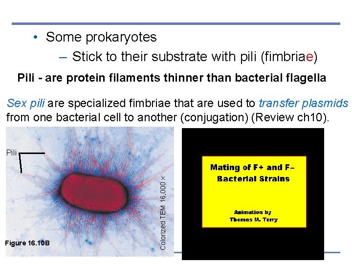  • Some prokaryotes – Stick to their substrate with pili (fimbriae) Pili -