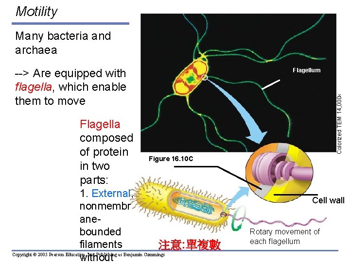 Motility Many bacteria and archaea Flagellum Colorized TEM 14, 000 --> Are equipped with