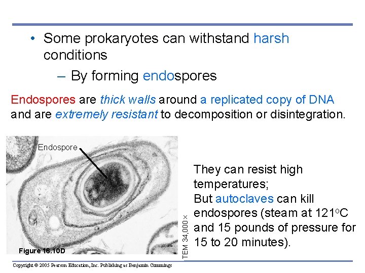  • Some prokaryotes can withstand harsh conditions – By forming endospores Endospores are
