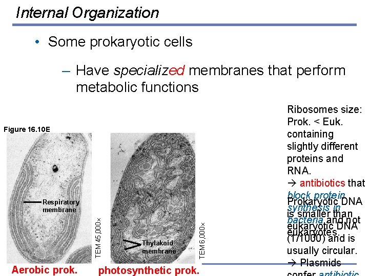Internal Organization • Some prokaryotic cells – Have specialized membranes that perform metabolic functions