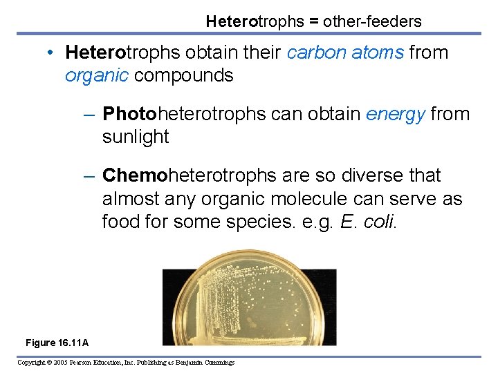 Heterotrophs = other-feeders • Heterotrophs obtain their carbon atoms from organic compounds – Photoheterotrophs