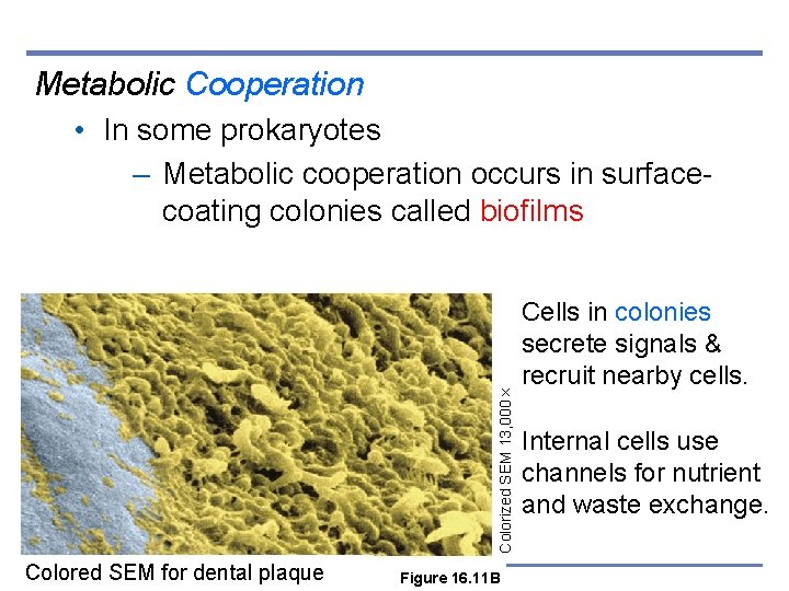 Metabolic Cooperation Colorized SEM 13, 000 • In some prokaryotes – Metabolic cooperation occurs