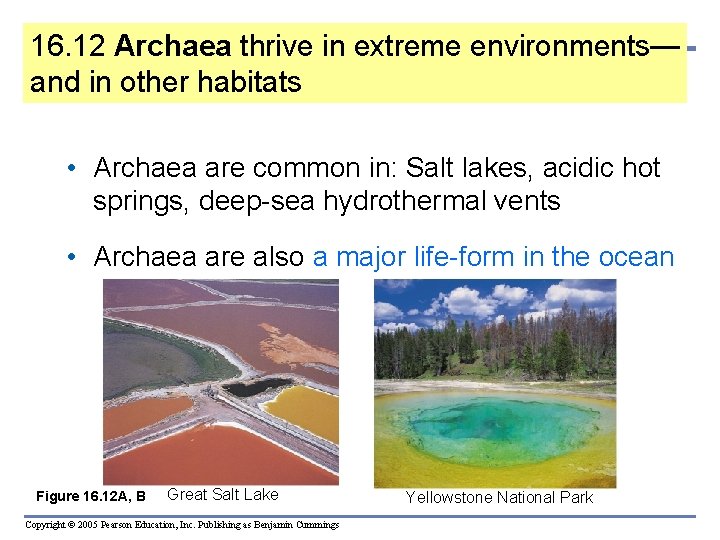 16. 12 Archaea thrive in extreme environments— and in other habitats • Archaea are
