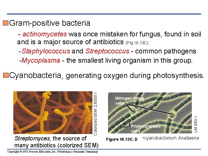 Gram-positive bacteria - actinomycetes was once mistaken for fungus, found in soil and is