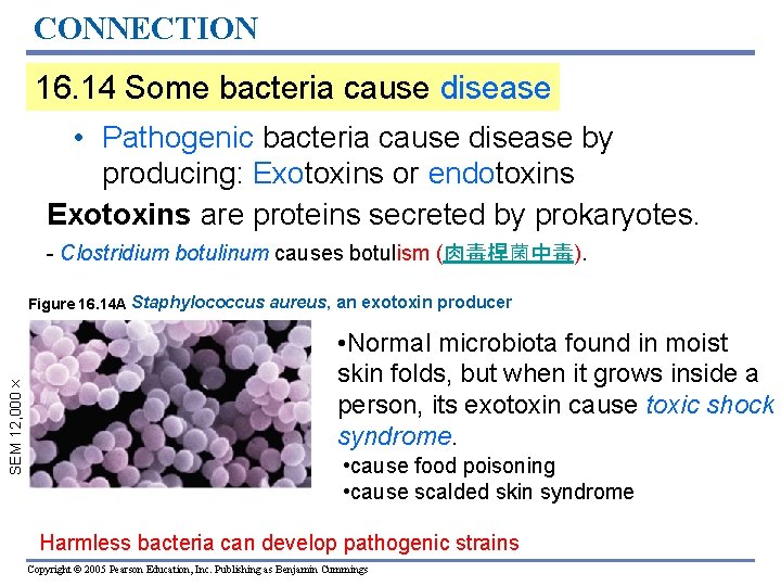 CONNECTION 16. 14 Some bacteria cause disease • Pathogenic bacteria cause disease by producing: