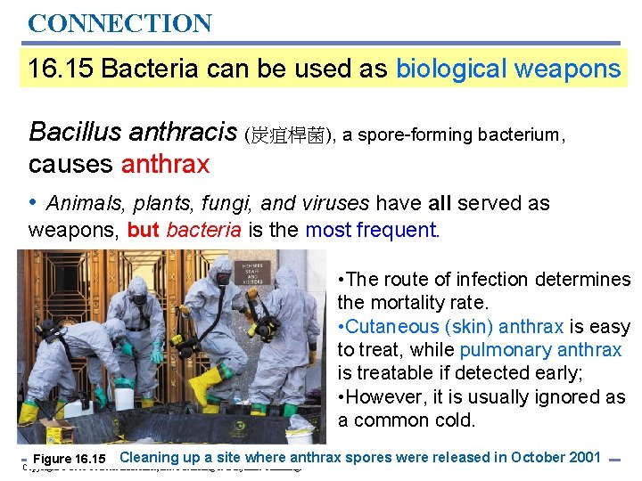 CONNECTION 16. 15 Bacteria can be used as biological weapons Bacillus anthracis (炭疽桿菌), a