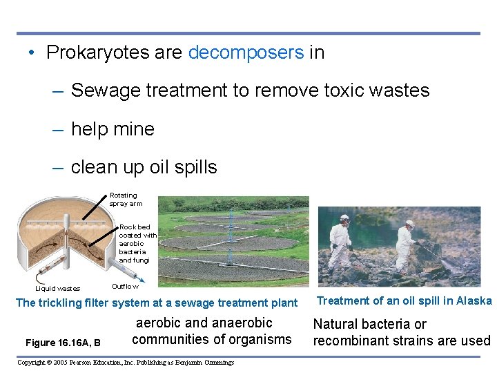  • Prokaryotes are decomposers in – Sewage treatment to remove toxic wastes –