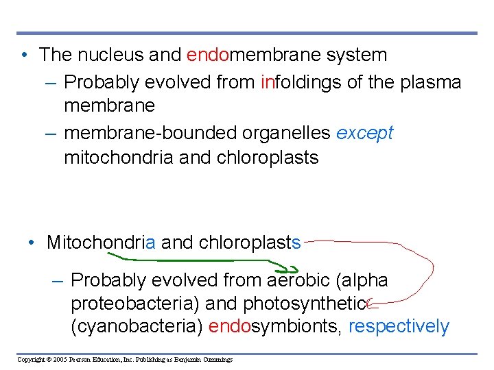  • The nucleus and endomembrane system – Probably evolved from infoldings of the