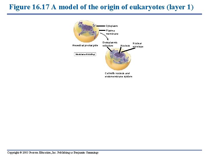 Figure 16. 17 A model of the origin of eukaryotes (layer 1) Cytoplasm Plasma
