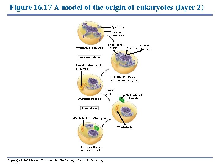 Figure 16. 17 A model of the origin of eukaryotes (layer 2) Cytoplasm Plasma