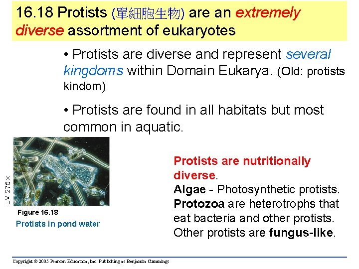16. 18 Protists (單細胞生物) are an extremely diverse assortment of eukaryotes • Protists are