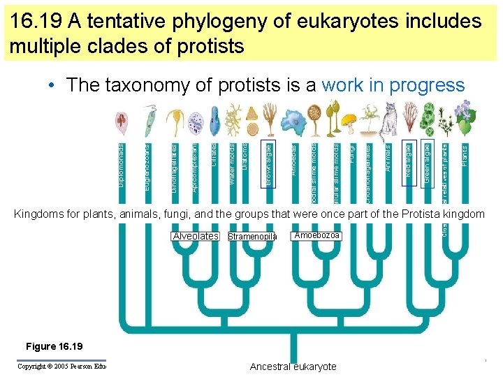 16. 19 A tentative phylogeny of eukaryotes includes multiple clades of protists Plants Closest
