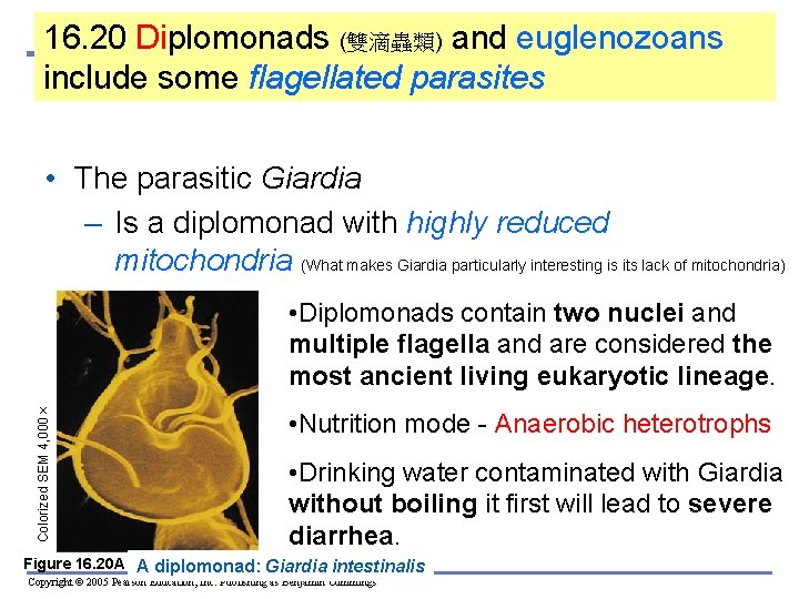 16. 20 Diplomonads (雙滴蟲類) and euglenozoans include some flagellated parasites • The parasitic Giardia