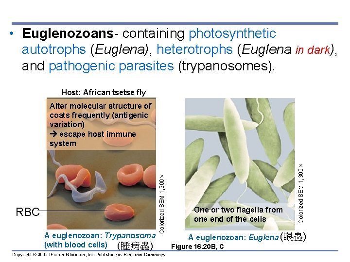  • Euglenozoans- containing photosynthetic autotrophs (Euglena), heterotrophs (Euglena in dark), and pathogenic parasites