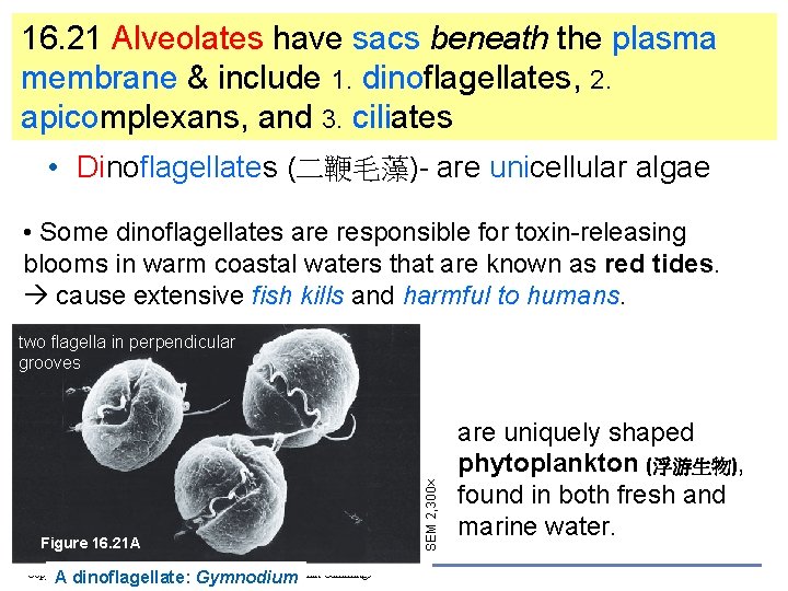 16. 21 Alveolates have sacs beneath the plasma membrane & include 1. dinoflagellates, 2.