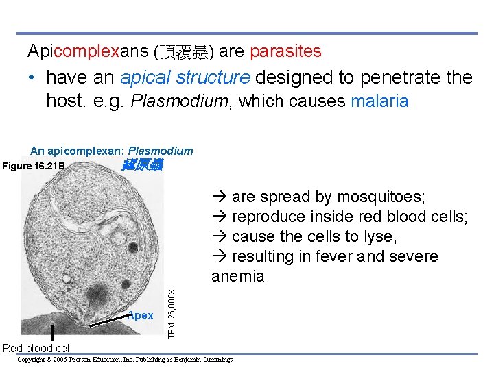 Apicomplexans (頂覆蟲) are parasites • have an apical structure designed to penetrate the host.