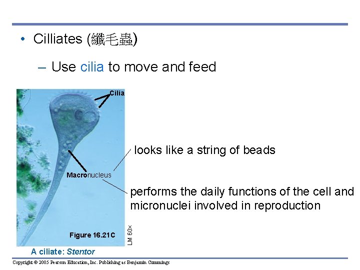 • Cilliates (纖毛蟲) – Use cilia to move and feed Cilia looks like