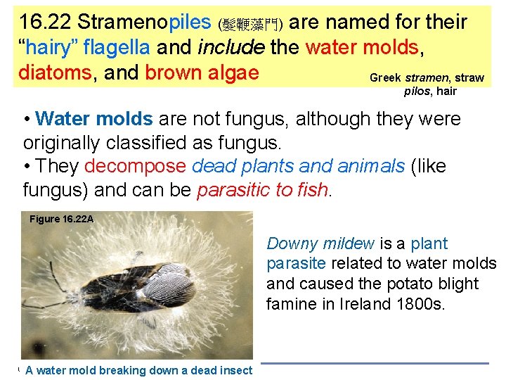 16. 22 Stramenopiles (髮鞭藻門) are named for their “hairy” flagella and include the water