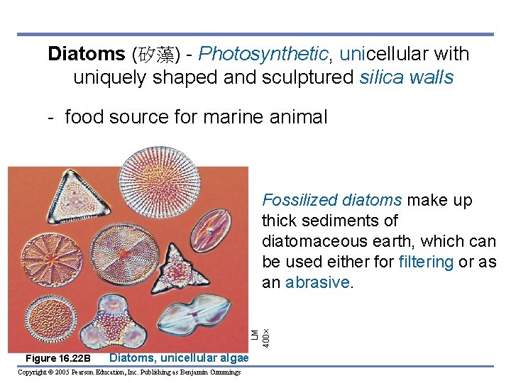 Diatoms (矽藻) - Photosynthetic, unicellular with uniquely shaped and sculptured silica walls - food
