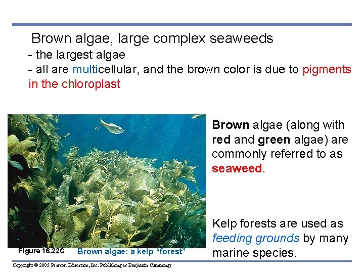 Brown algae, large complex seaweeds - the largest algae - all are multicellular, and