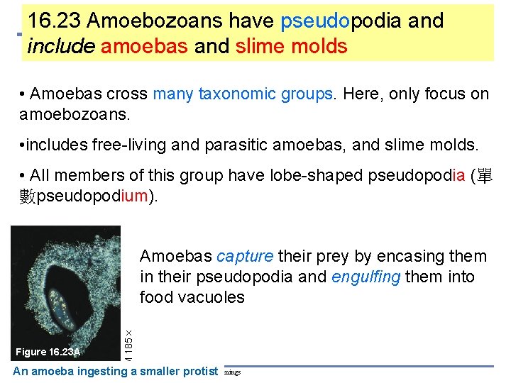 16. 23 Amoebozoans have pseudopodia and include amoebas and slime molds • Amoebas cross