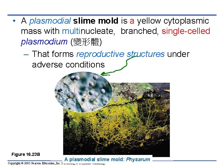  • A plasmodial slime mold is a yellow cytoplasmic mass with multinucleate, branched,