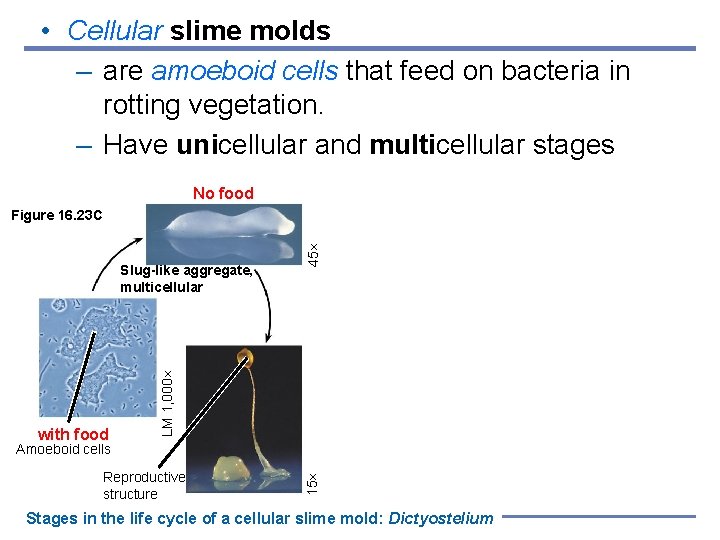  • Cellular slime molds – are amoeboid cells that feed on bacteria in
