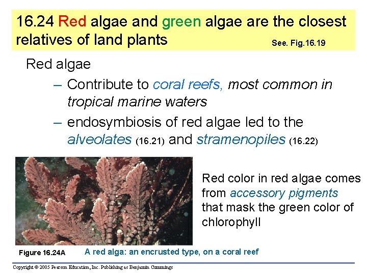 16. 24 Red algae and green algae are the closest relatives of land plants