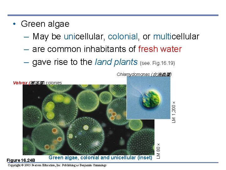  • Green algae – May be unicellular, colonial, or multicellular – are common