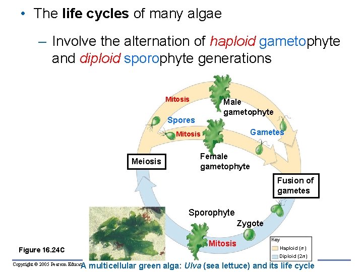  • The life cycles of many algae – Involve the alternation of haploid