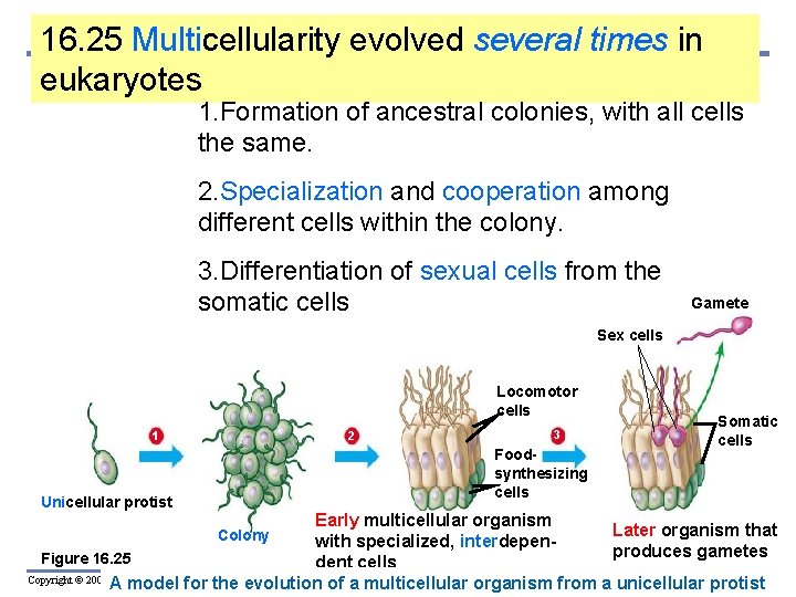 16. 25 Multicellularity evolved several times in eukaryotes 1. Formation of ancestral colonies, with