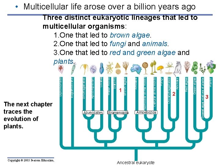  • Multicellular life arose over a billion years ago Copyright © 2005 Pearson