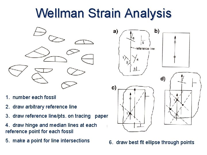 Wellman Strain Analysis 1. number each fossil 2. draw arbitrary reference line 3. draw