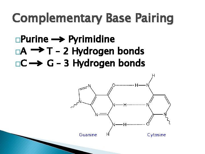 Complementary Base Pairing �Purine �A �C Pyrimidine T – 2 Hydrogen bonds G –