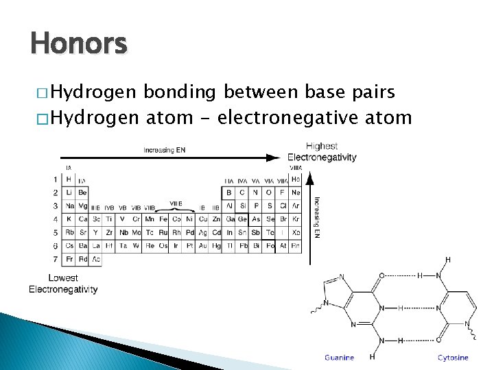 Honors � Hydrogen bonding between base pairs � Hydrogen atom - electronegative atom 