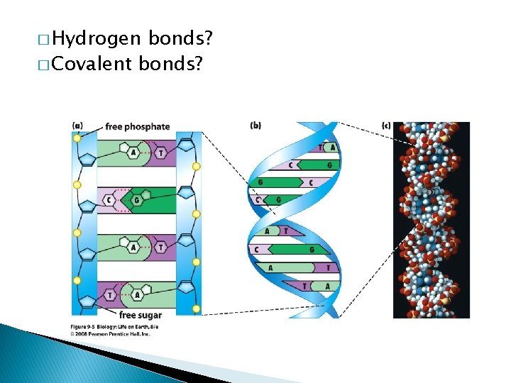� Hydrogen bonds? � Covalent bonds? 