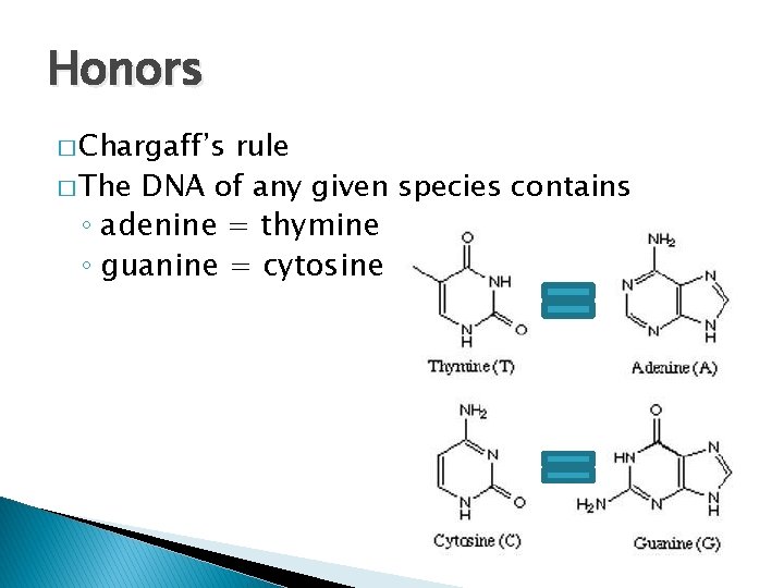 Honors � Chargaff’s rule � The DNA of any given species contains ◦ adenine