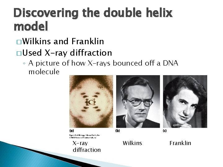 Discovering the double helix model � Wilkins and Franklin � Used X-ray diffraction ◦