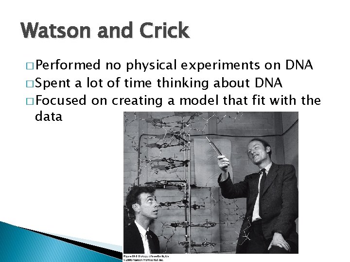 Watson and Crick � Performed no physical experiments on DNA � Spent a lot