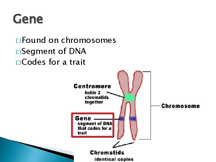 Gene � Found on chromosomes � Segment of DNA � Codes for a trait